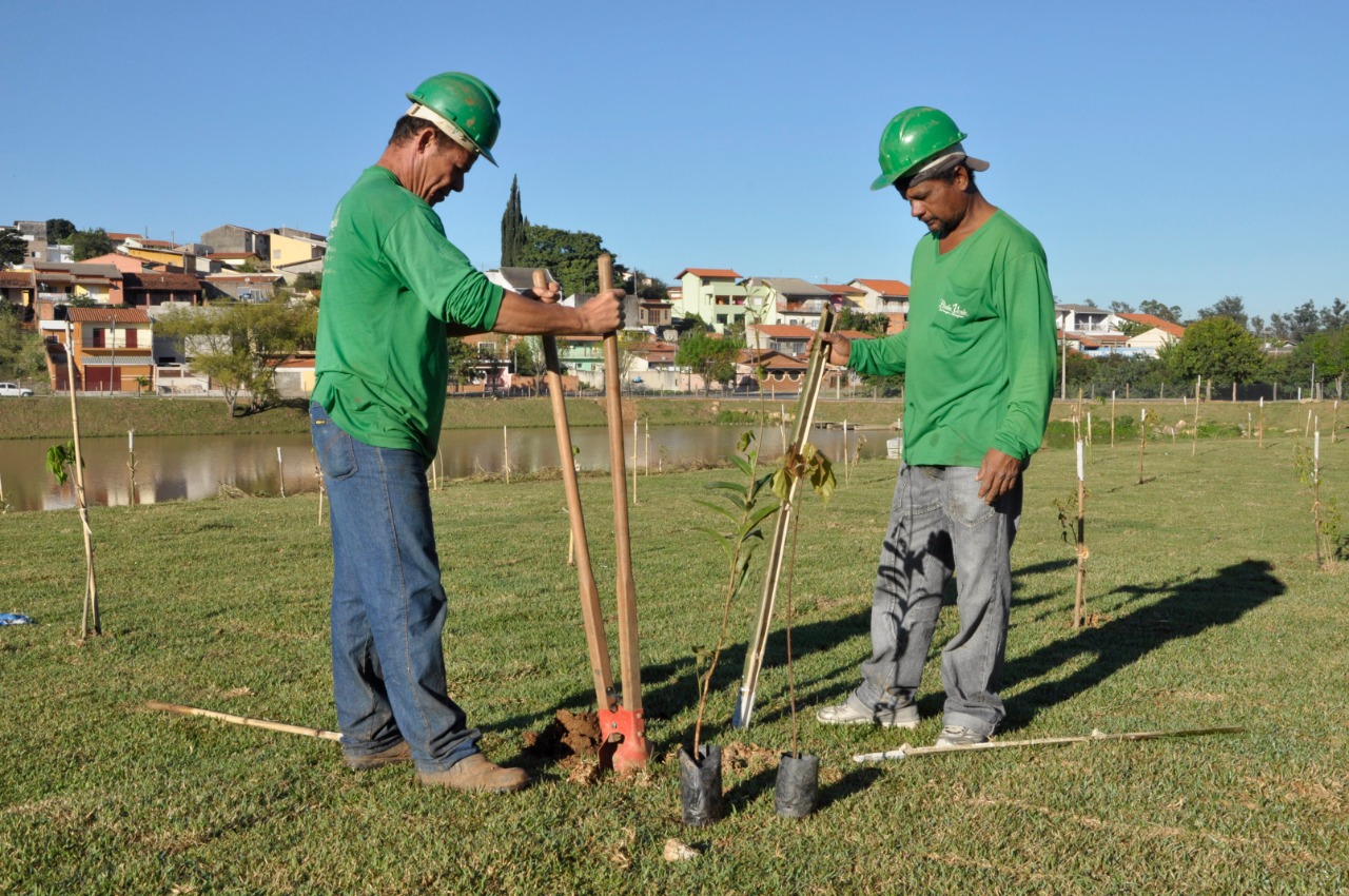 MRV mais verde