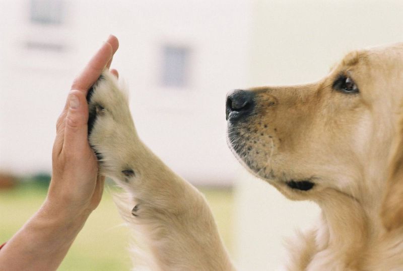 Projeto cearense que incentiva adoção de pets chega a marca de quatro mil adoções em seu “adotômetro”