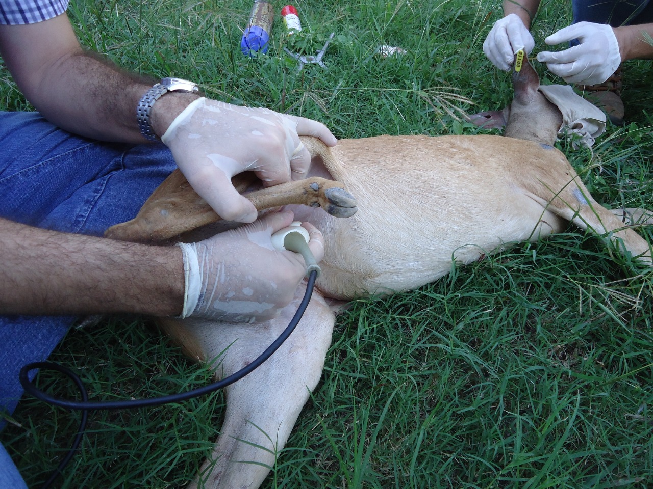 Unifametro participa de grupo de pesquisa que estuda clonagem do veado-catingueiro, animal em risco de extinção