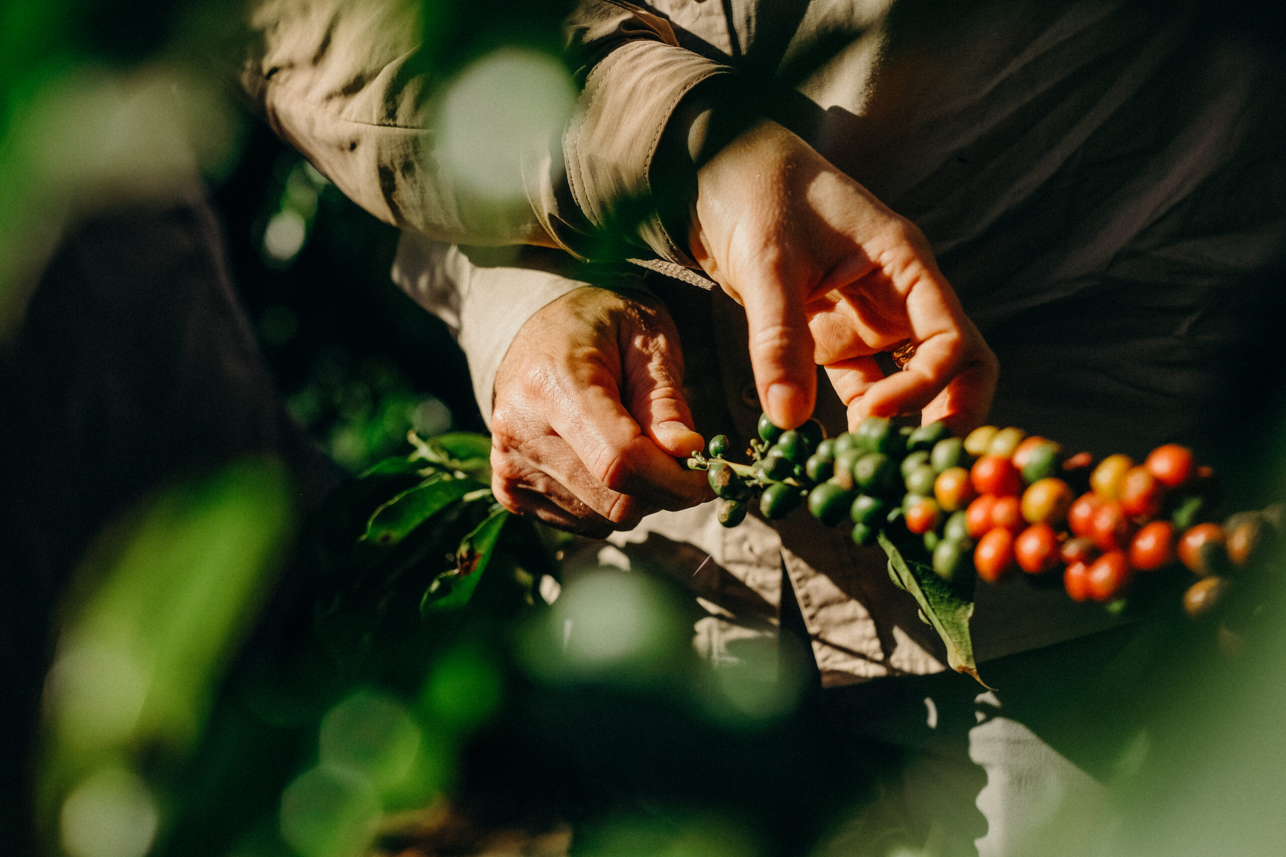 Nespresso comemora 15 anos de ações sustentáveis com produtores e produtoras no Brasil