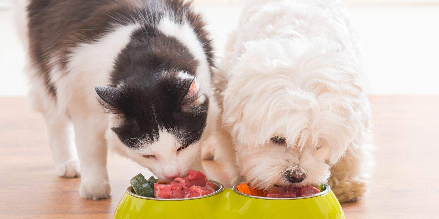 Mundo Pet promove palestra sobre alimentação natural para pets neste sábado (14)