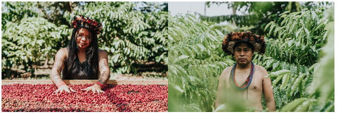 Grupo 3corações lança projeto Tribos, que une protagonismo do Indígena, proteção da floresta e produção de café de qualidade