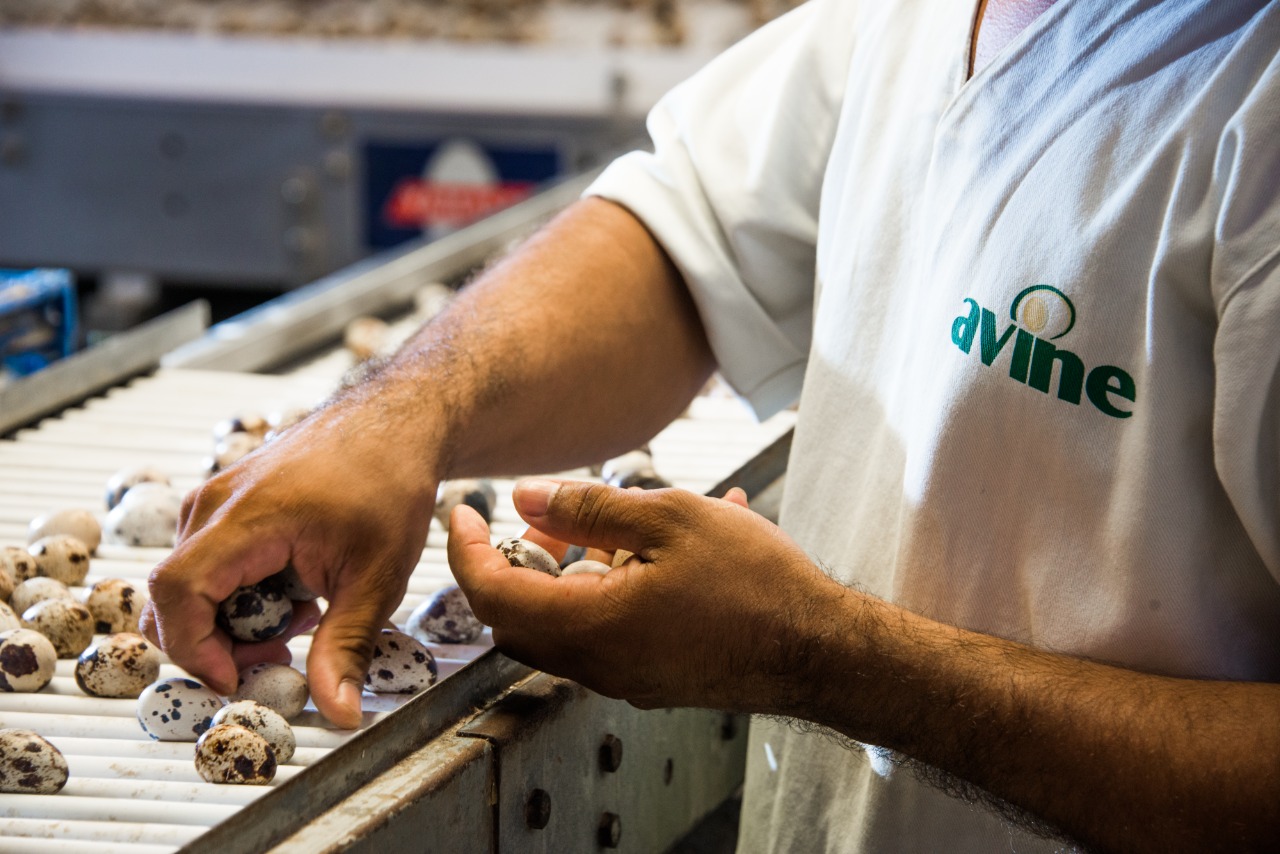 Avine Alimentos participa de palestra sobre comercialização de ovos