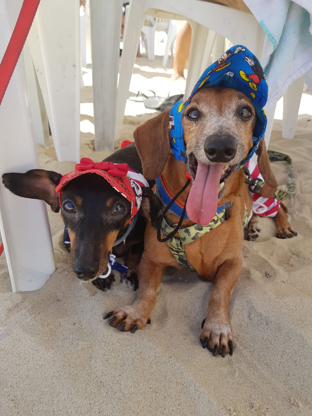 Pets precisam de cuidados antes de frequentarem a praia