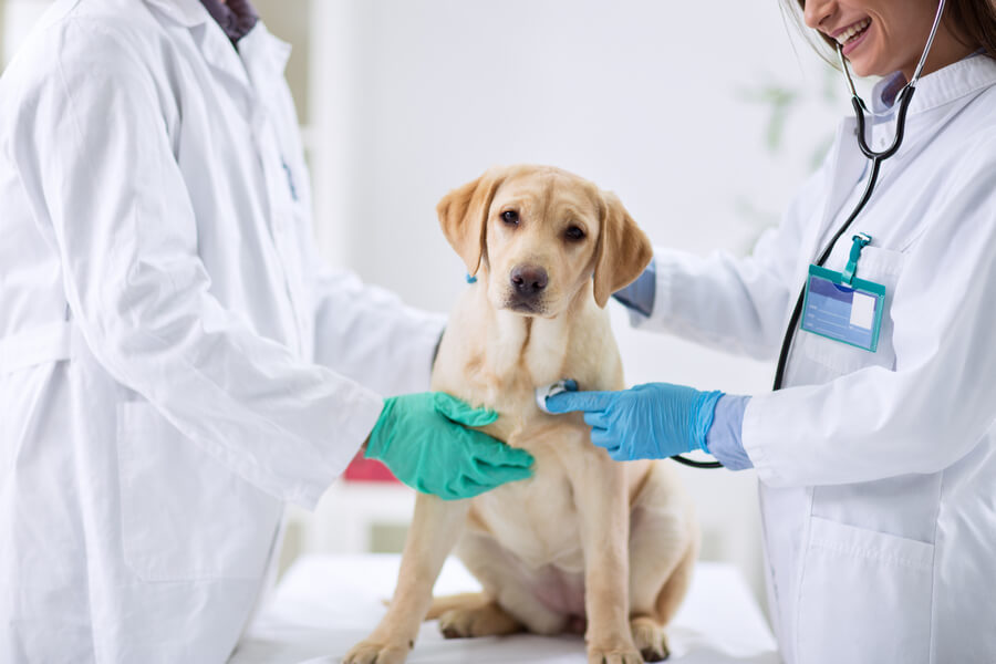 Estácio lança curso de Medicina Veterinária em Fortaleza