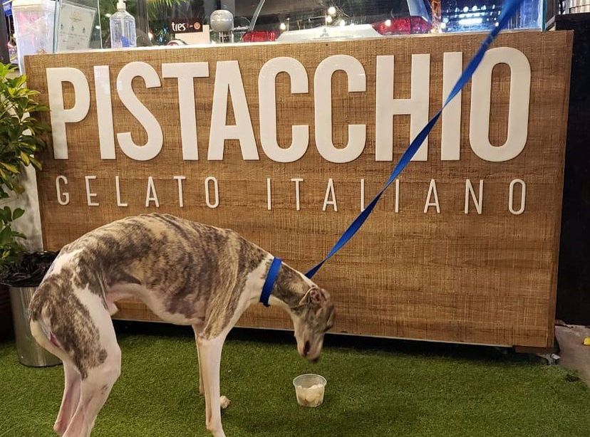 No Dia do Sorvete, você e seu pet ganham bola de gelato gratuita no Imprensa Food Square