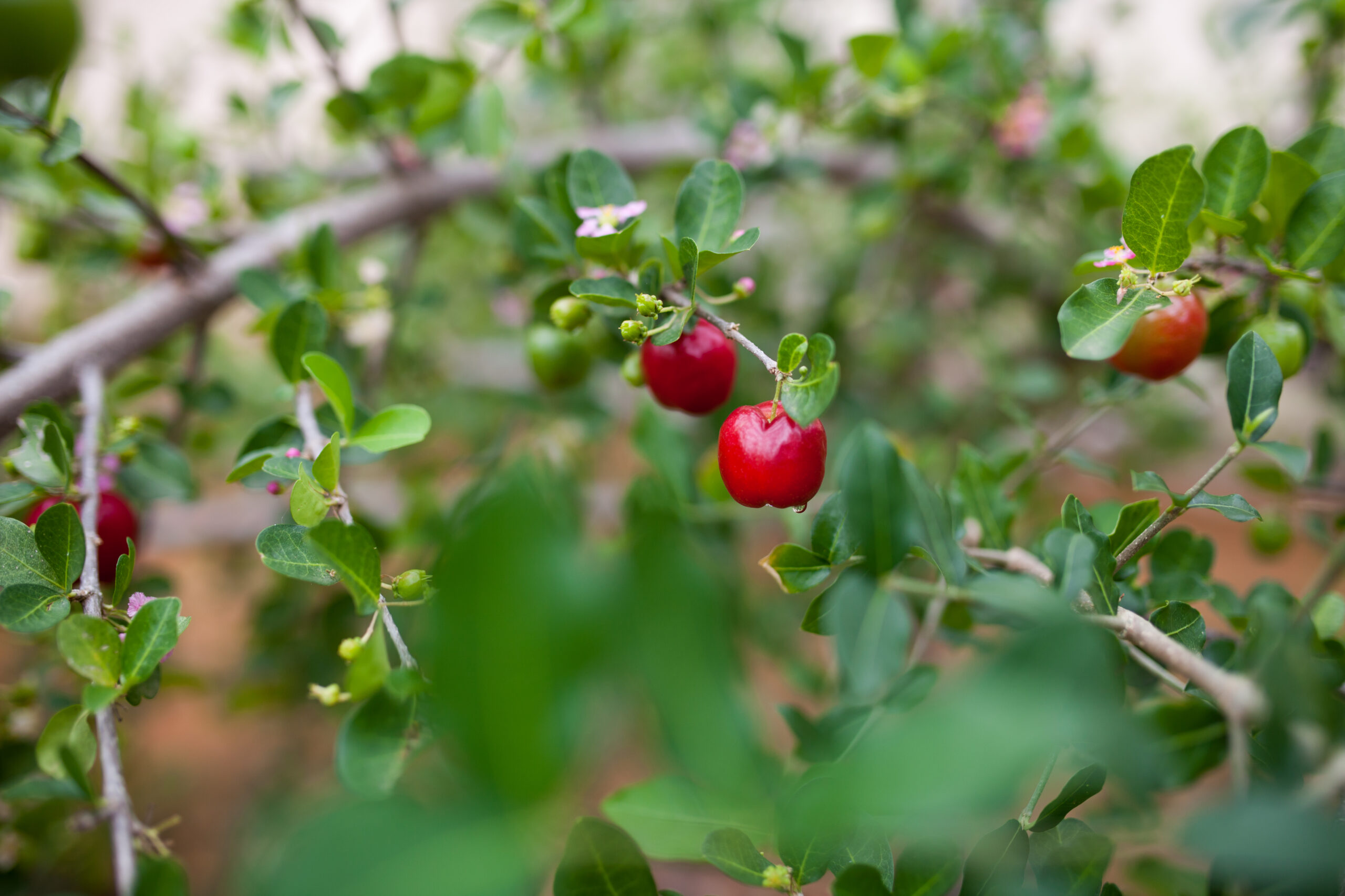 Empresas apostam e endossam agricultura familiar para produção de polpas de frutas