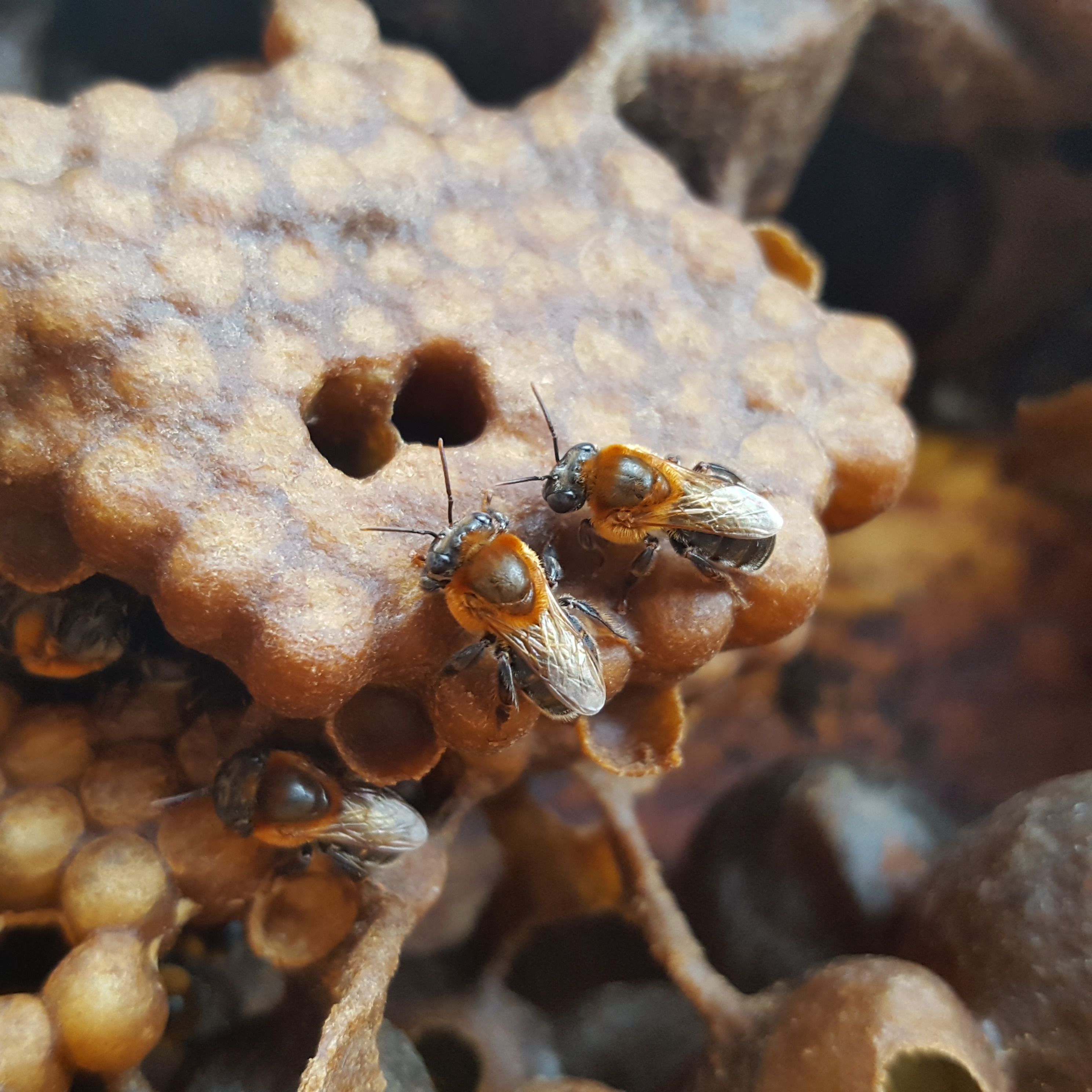 Projeto No Clima Da Caatinga Realiza Live Sobre A Import Ncia Das