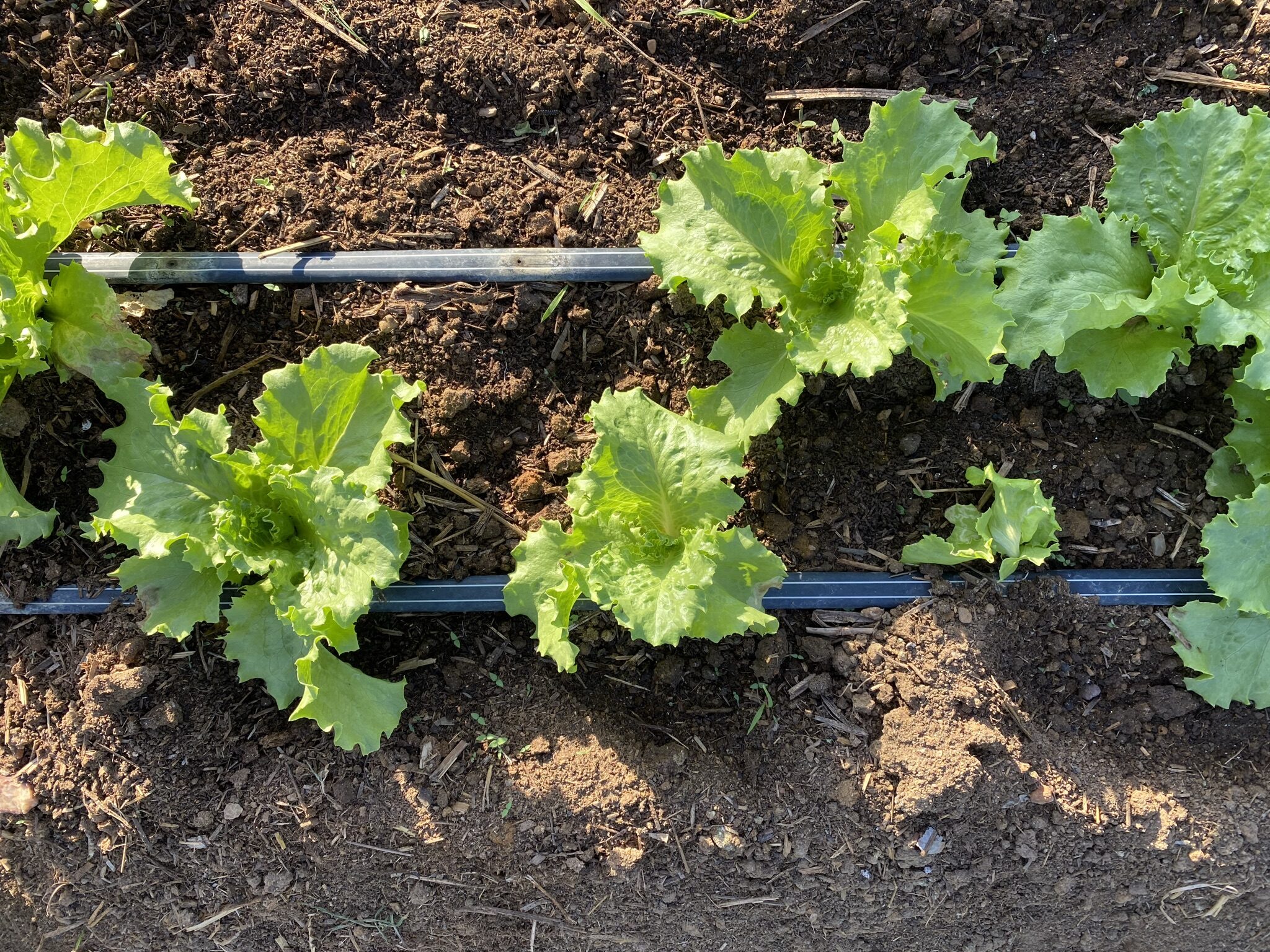 Nossa Fruta recicla mais de 500 toneladas de resíduos orgânicos por ano em ação de doação para compostagem e adubo orgânico