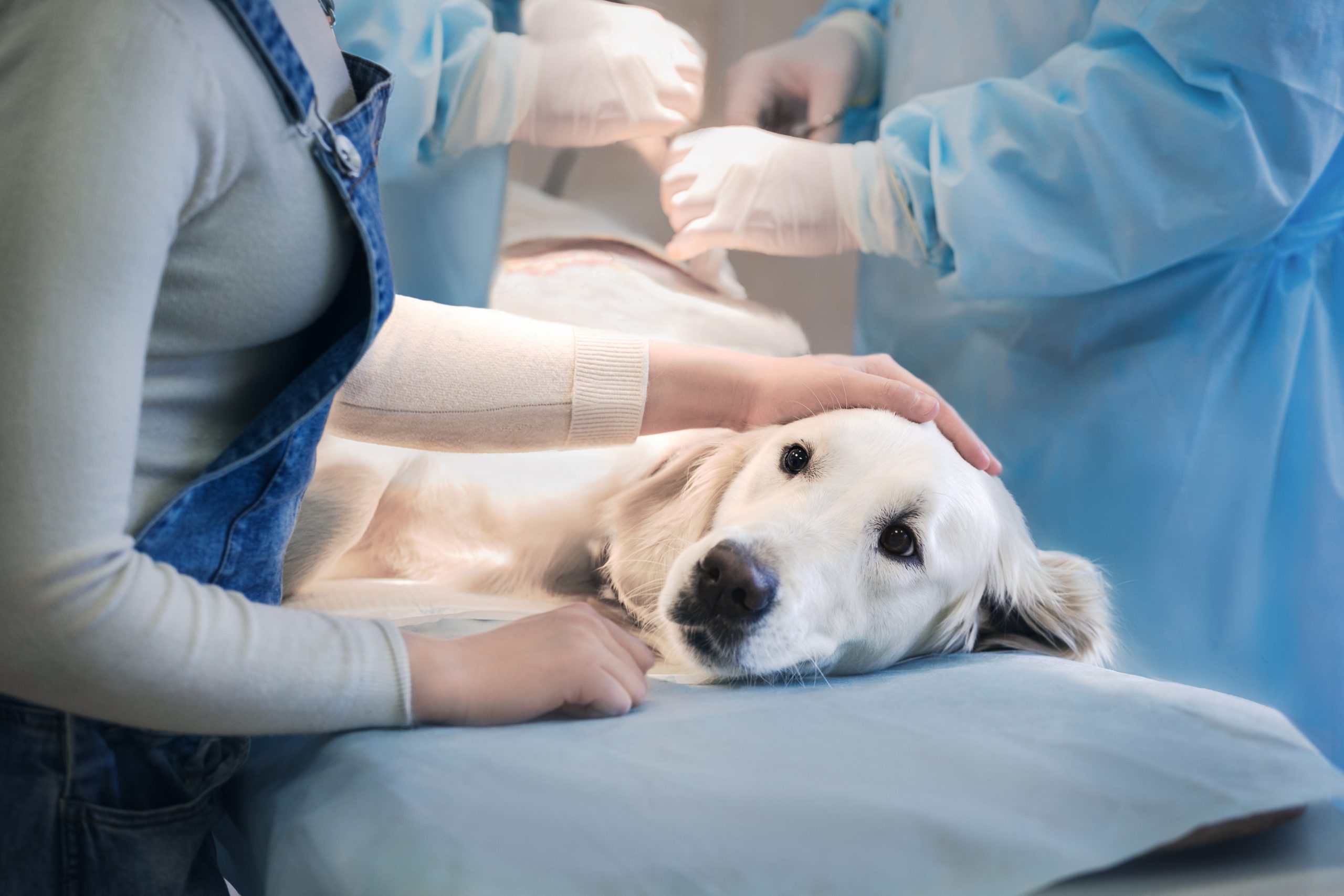 Com novas oportunidades surgindo, veterinários ganham força e espaço no mercado cearense