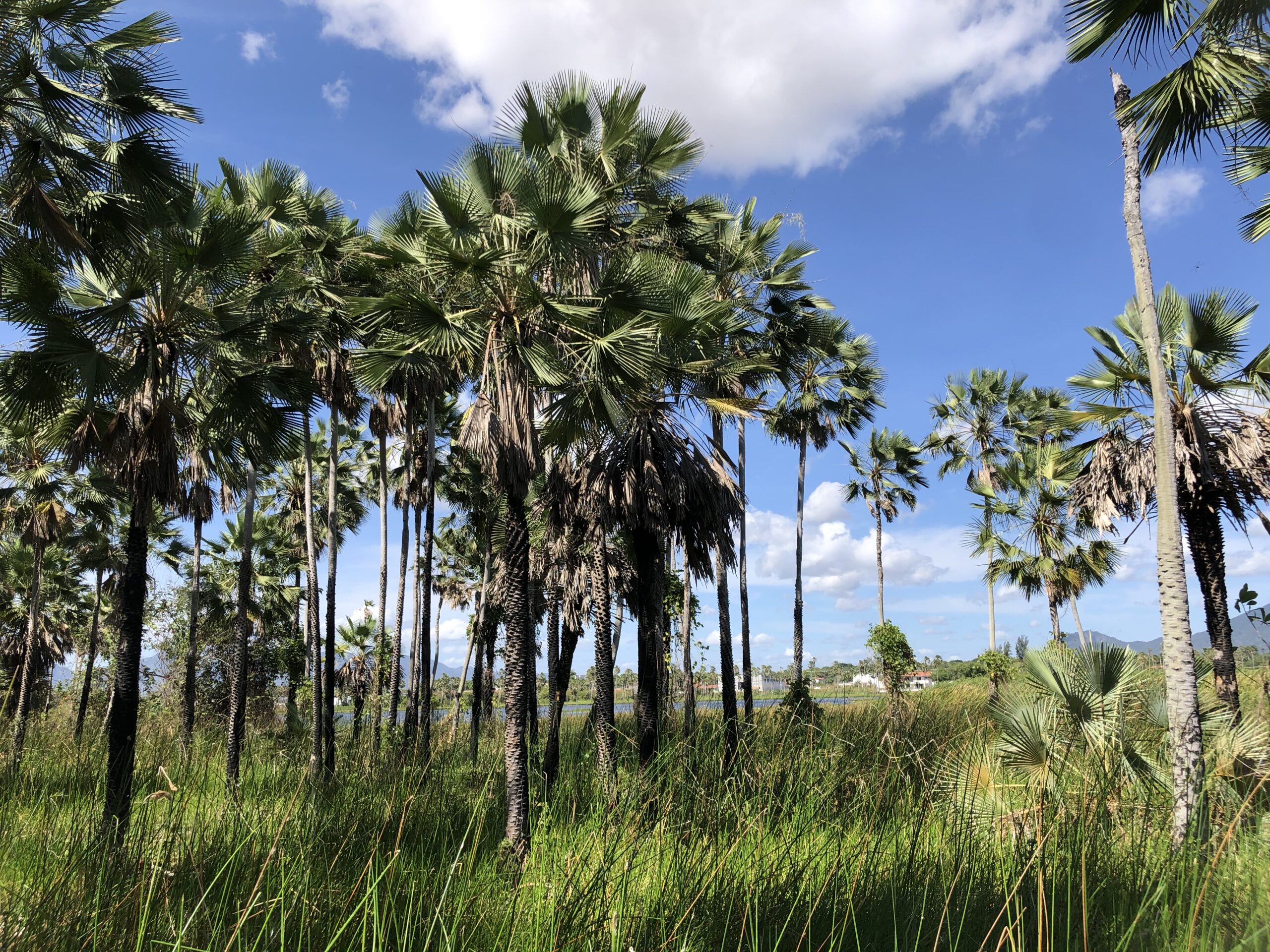 Durametal é a nova parceira da Associação Caatinga no projeto de restauração da Fazenda Raposa, em Maracanaú