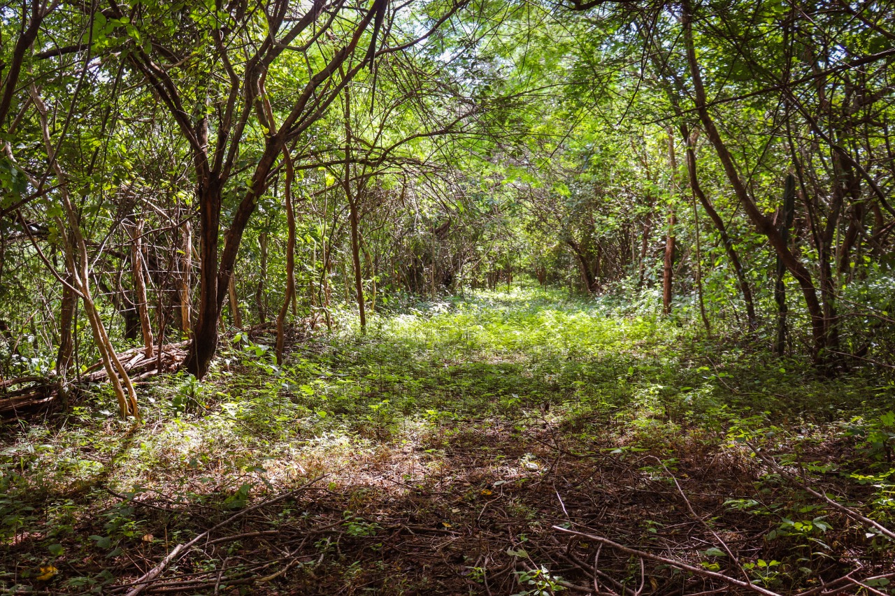 Sou Energy investe na preservação ambiental de patrimônio natural cearense