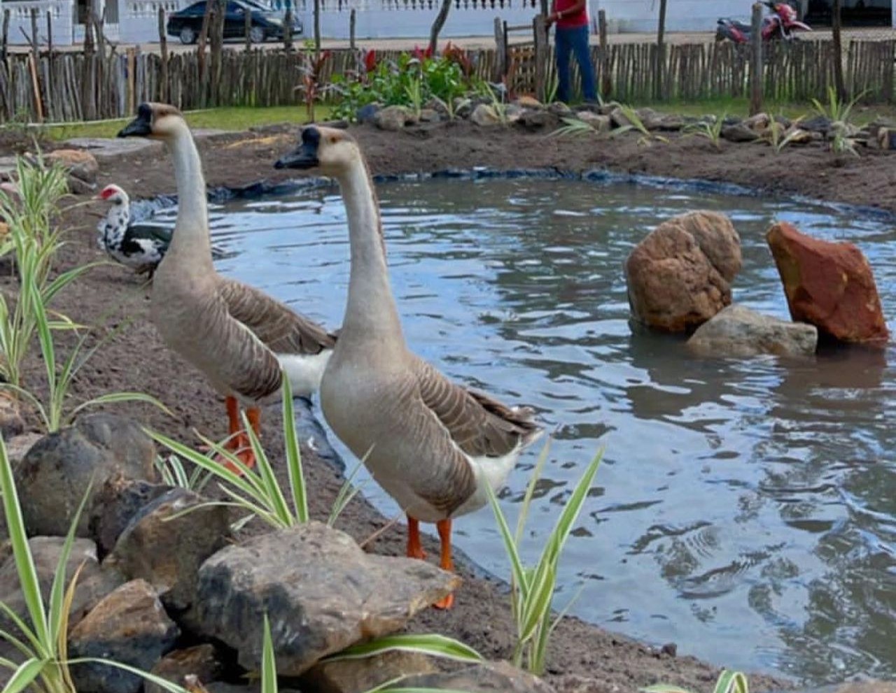 Fazendinha GBM promove experiência gratuita e ao ar livre para a população de Caucaia