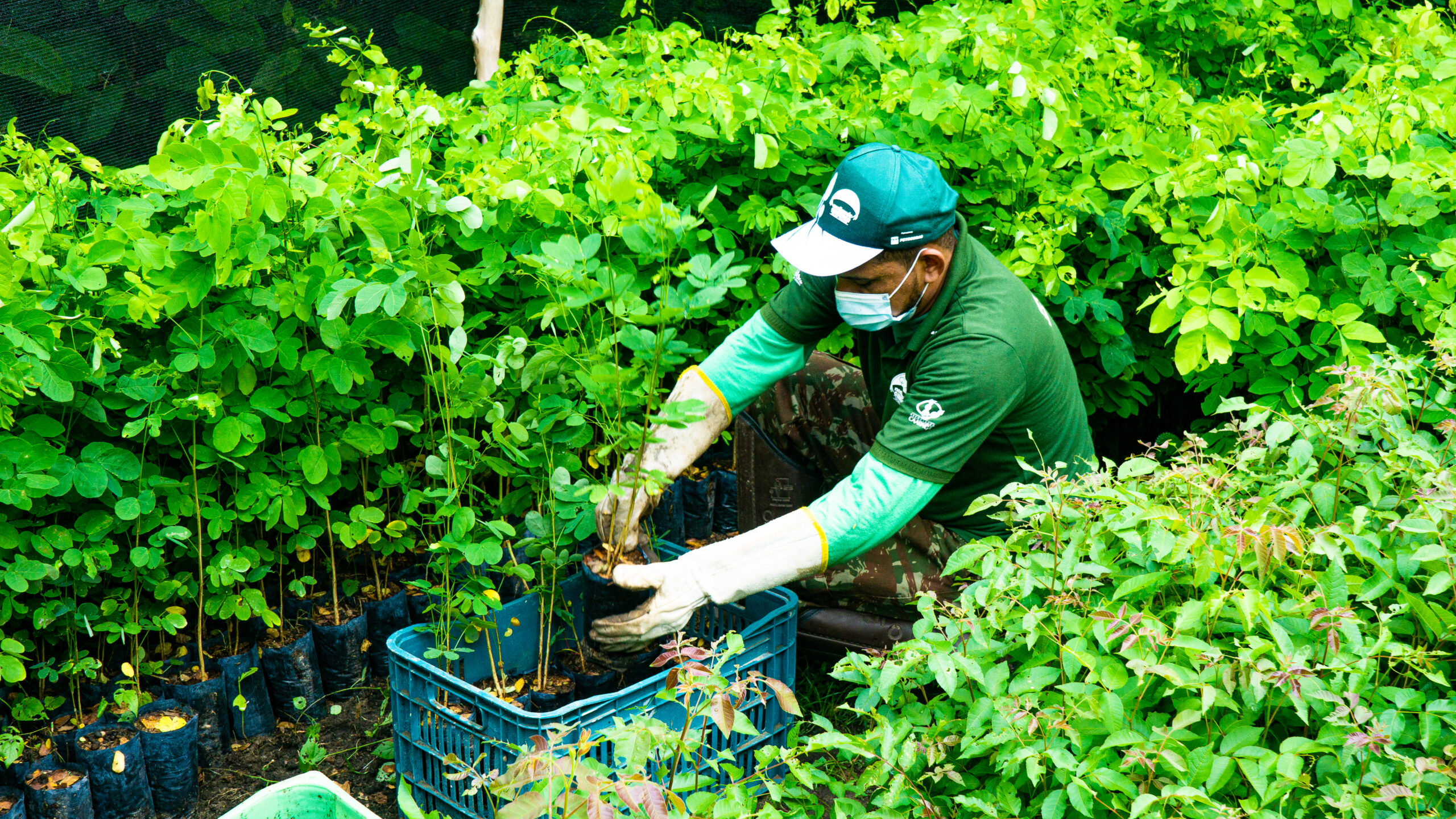 Associação Caatinga comemora Dia da Árvore com lançamento do projeto Restaura Caatinga