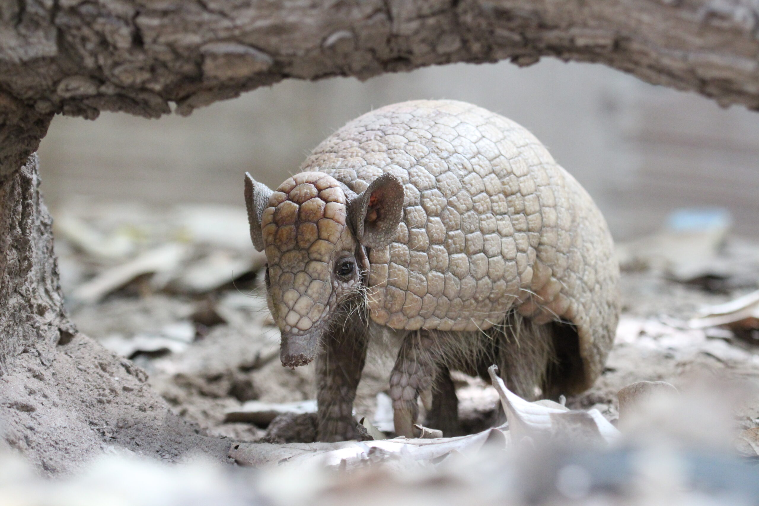 Associação Caatinga alerta sobre os perigos da aproximação com animais silvestres