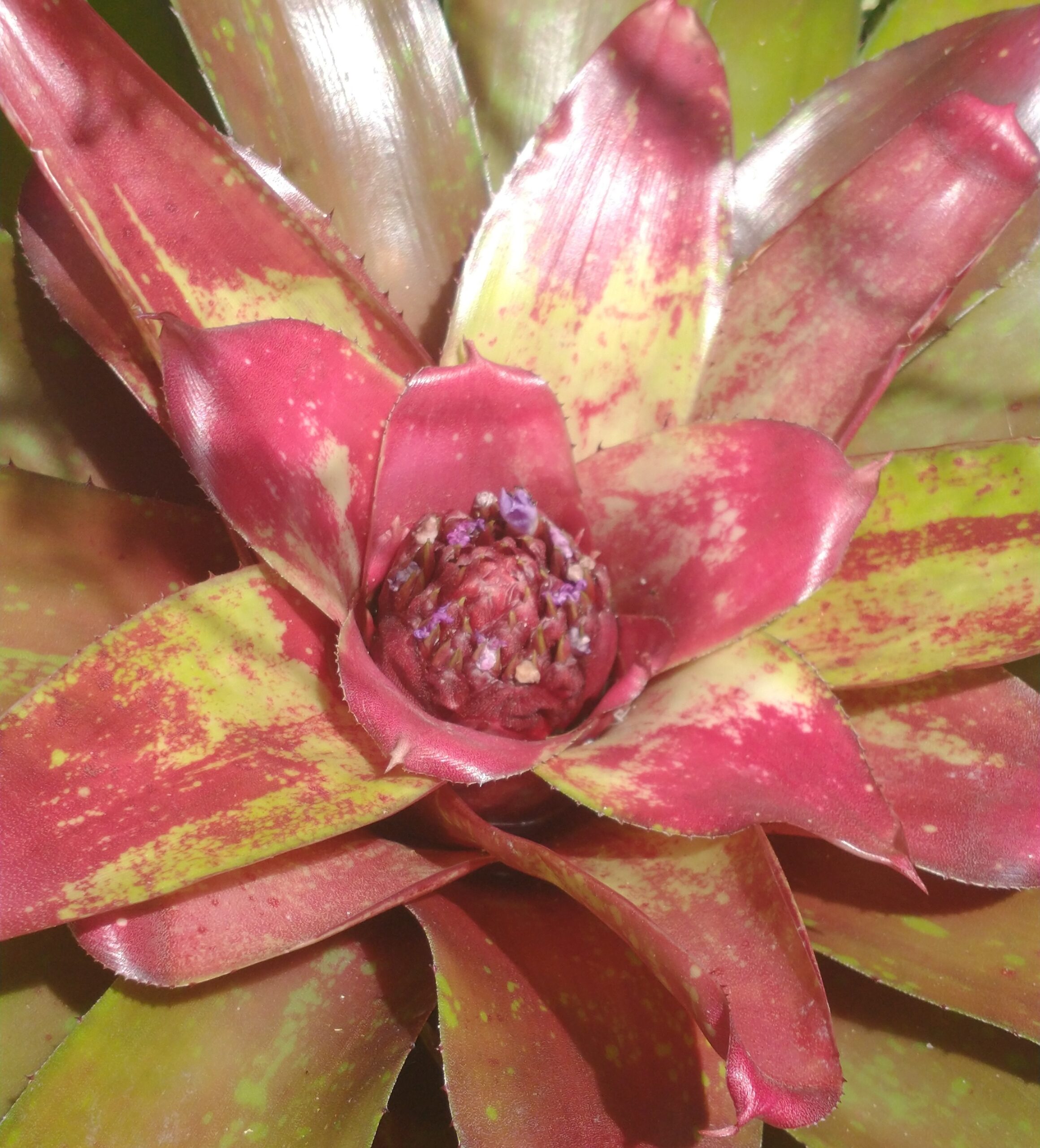 Casa José de Alencar sedia exposição “Orquídeas e Bromélias da Primavera”, de 28 a 30 de outubro