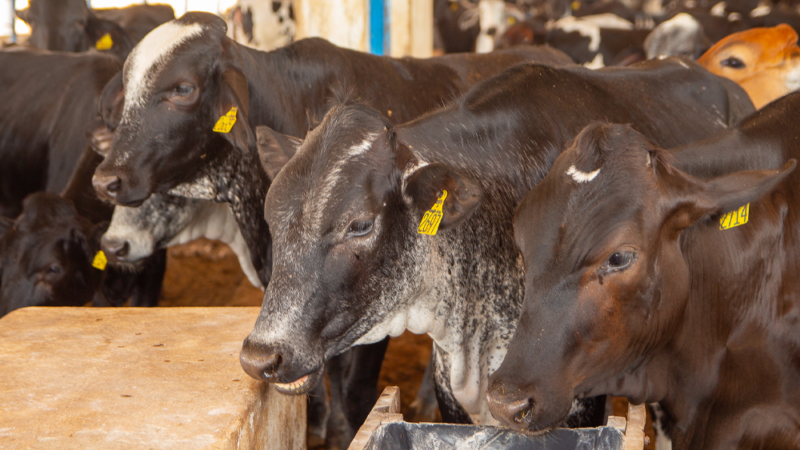 Veterinária no agro: profissão estratégica para saúde pública e segurança alimentar