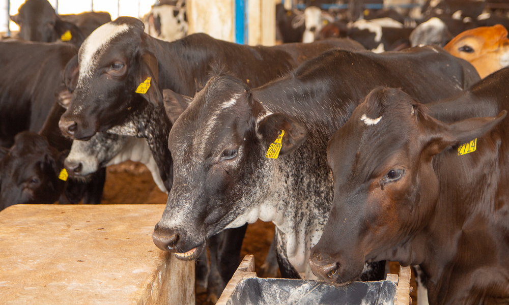 Veterinária no agro: profissão estratégica para saúde pública e segurança alimentar