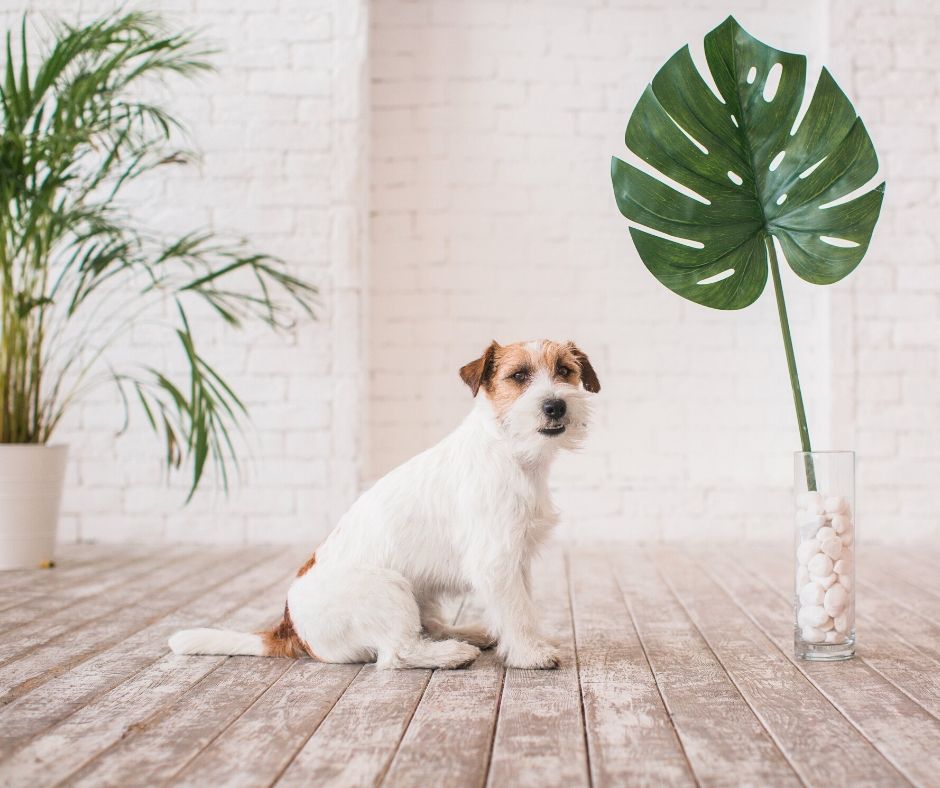 Em casa: convivendo com plantas e animais em harmonia