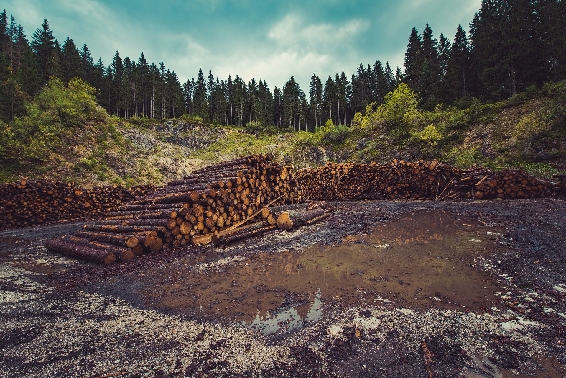 Fenômenos naturais e a dizimação das áreas verdes: qual a relação?