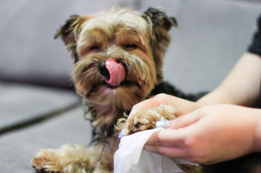 Mundo Pet indica cuidados com os pets ao precisar sair para passeios e idas ao veterinário no período de pandemia