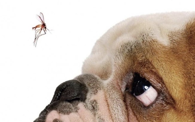 Chegada do verão alerta para prevenção e combate à doença que afeta pets e humanos: a Leishmaniose