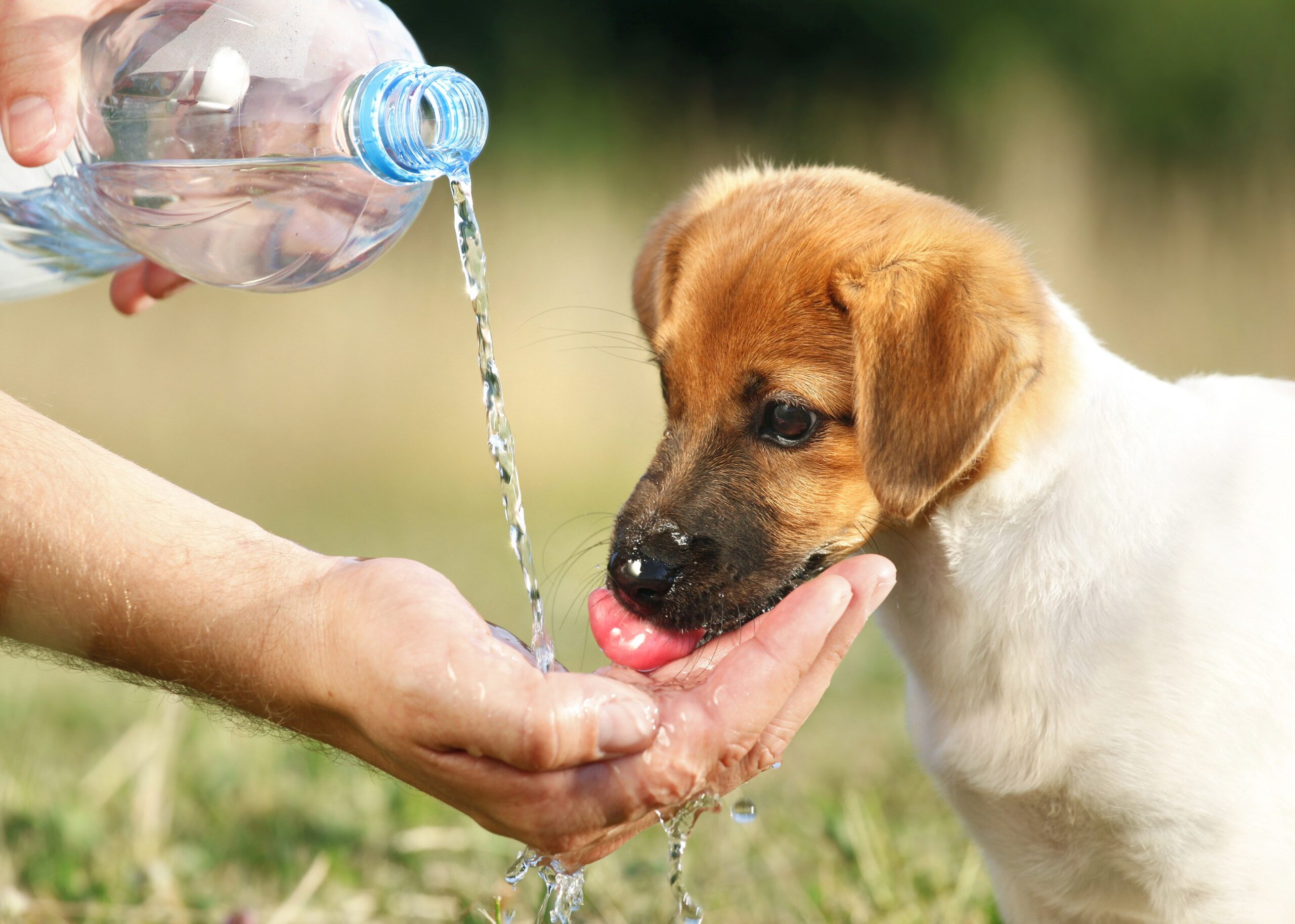 Mundo Pet orienta sobre os cuidados com os pets no verão