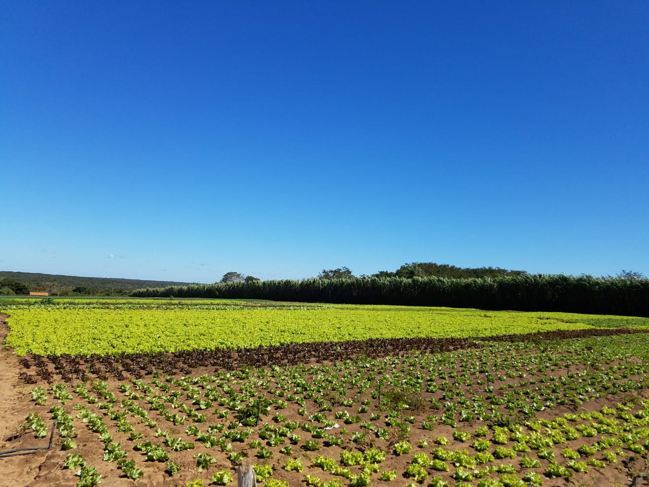 Campo Ouro Verde lidera vendas e é considerada uma das maiores fornecedoras de hortaliças em Caucaia