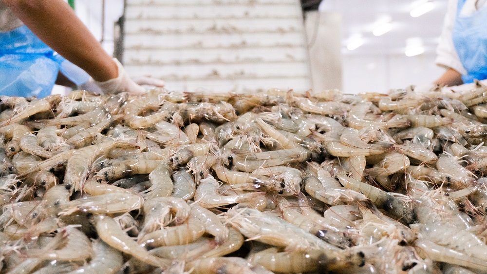 Bomar avalia crescimento no consumo de pescados com a retomada econômica na pandemia