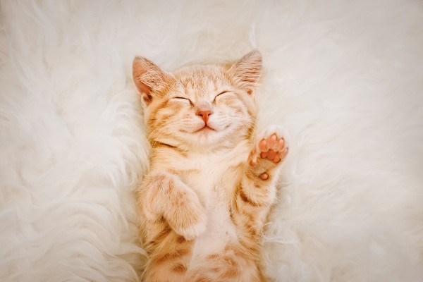 Em alusão ao Dia Mundial do Gato, Mundo Pet oferece descontos em produtos selecionados
