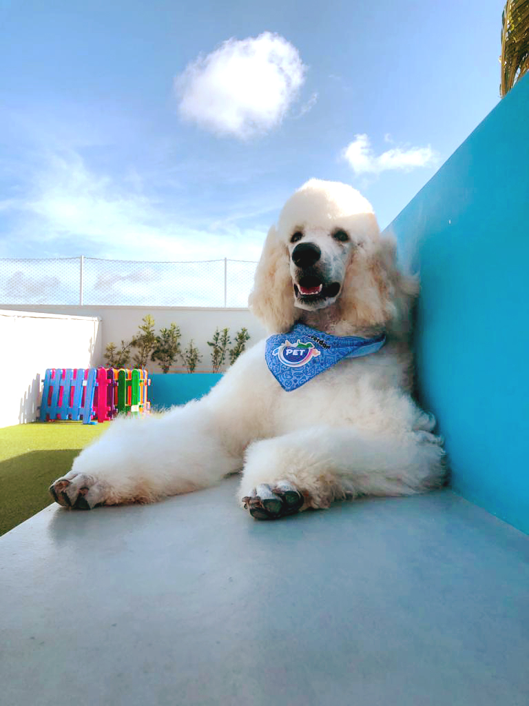 Mascotes da Mundo Pet em Fortaleza homenageiam cantor cearense e rainha egípcia