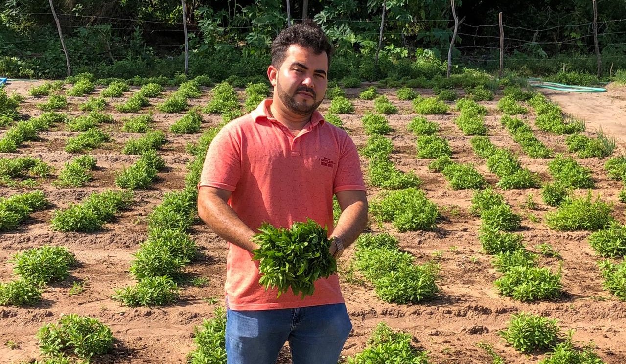 Campo Ouro Verde tem vendas triplicadas de mastruz, após estudo confirmar que a planta medicinal auxilia no aumento da imunidade e no combate à COVID-19