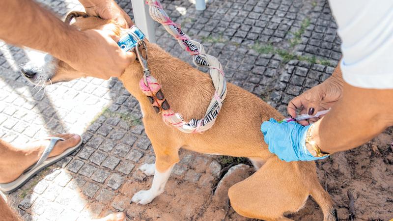 Conselho de Medicina Veterinária cearense alerta para prevenção da raiva animal e humana após caso em distrito de Sobral