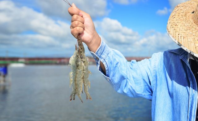 Ceará lidera ranking nacional de volume e exportação de pescado nos primeiros meses de 2022