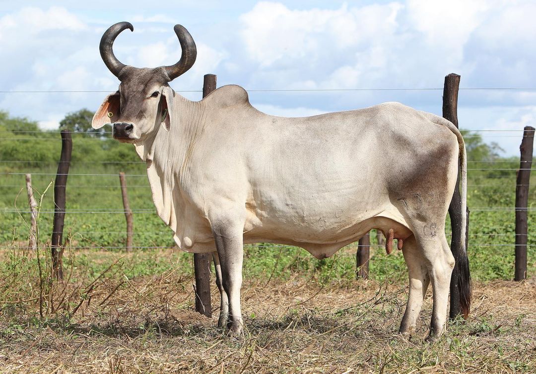 Esperança Agro realiza leilão inédito de animais das raças Guzerá e Guzolando