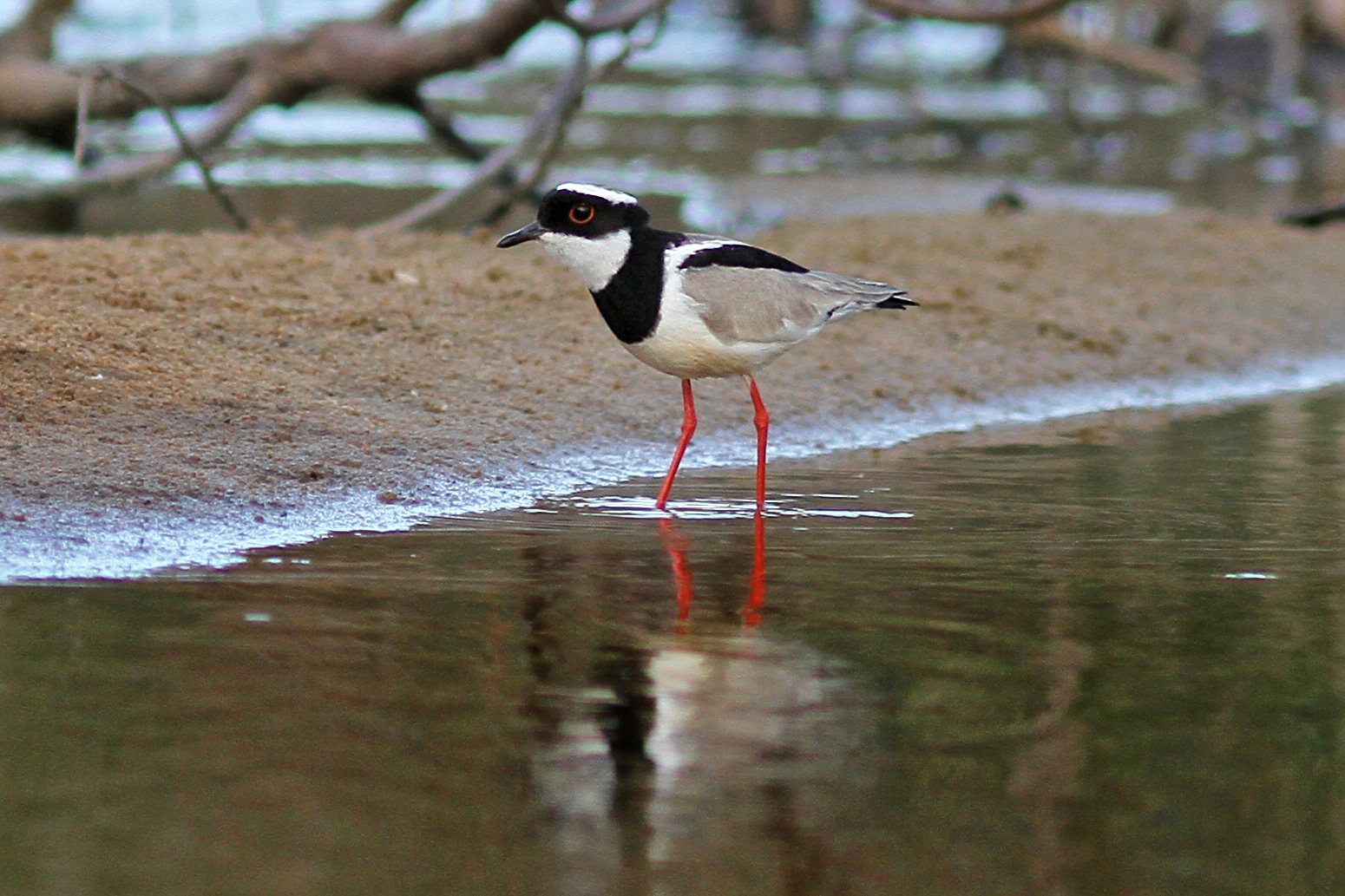 Associação Caatinga promove o 33° Vem Passarinhar no início de agosto