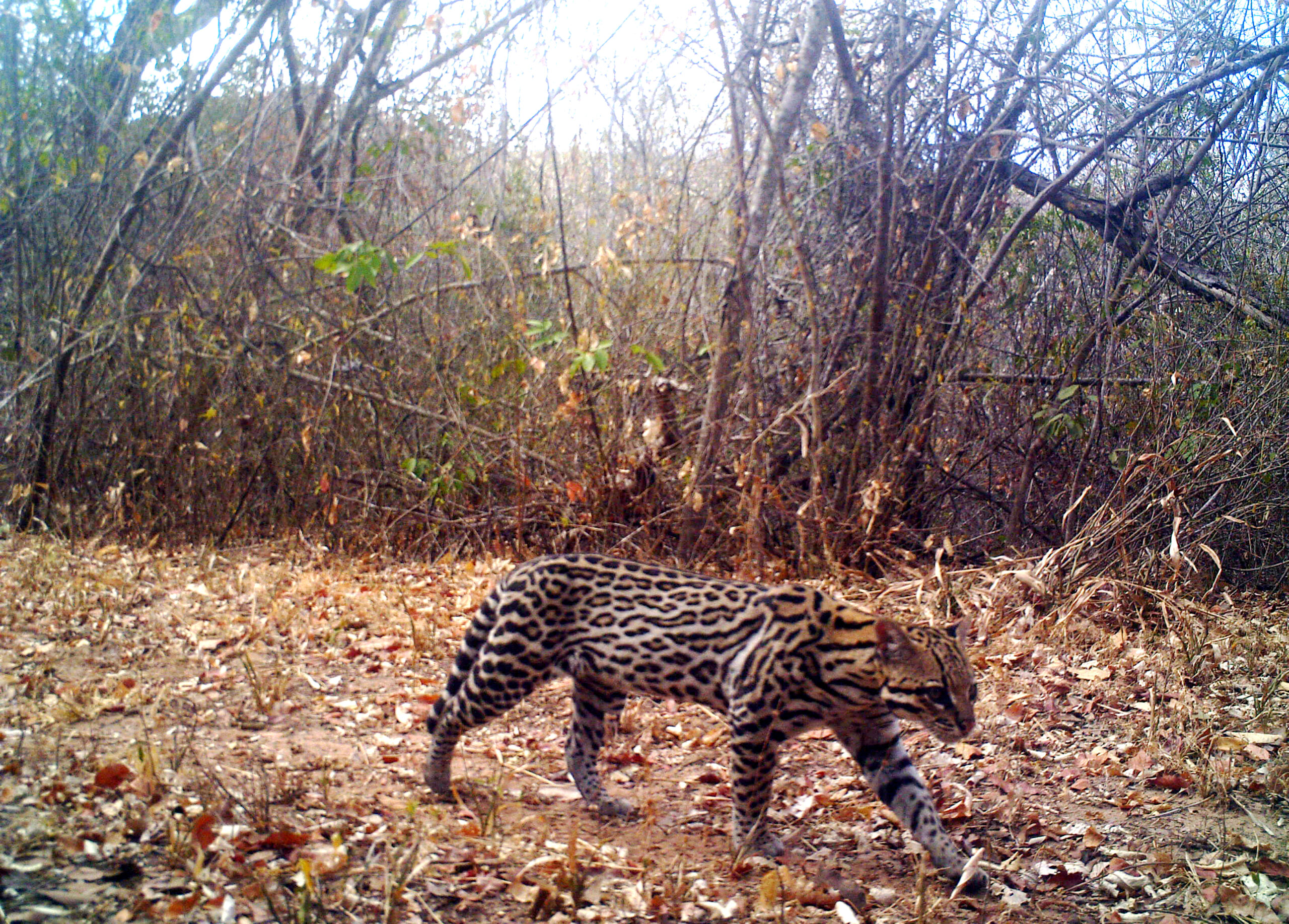 Associação Caatinga comemora Dia da Natureza e dos Animais festejando conquistas do projeto de monitoramento da fauna