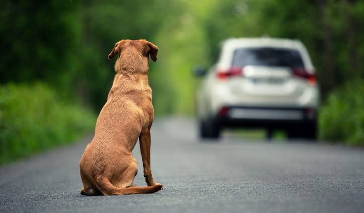 Período de férias é marcado pelo abandono de animais de estimação em ruas e rodovias