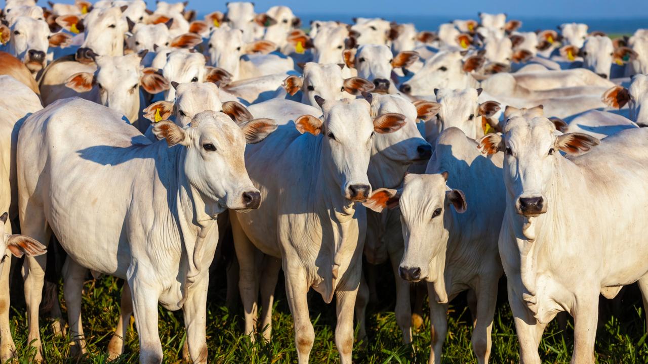 Nordeste registra crescimento de 30% no rebanho bovino e ultrapassa região Sul