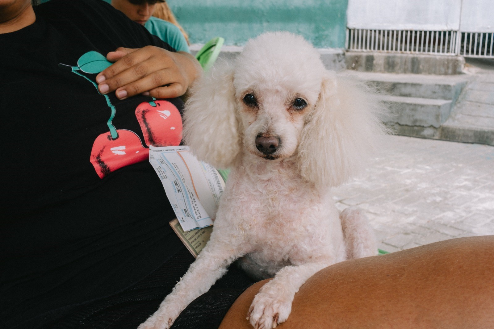 Pet Ceará Móvel chega ao RioMar Fortaleza com atendimento gratuito