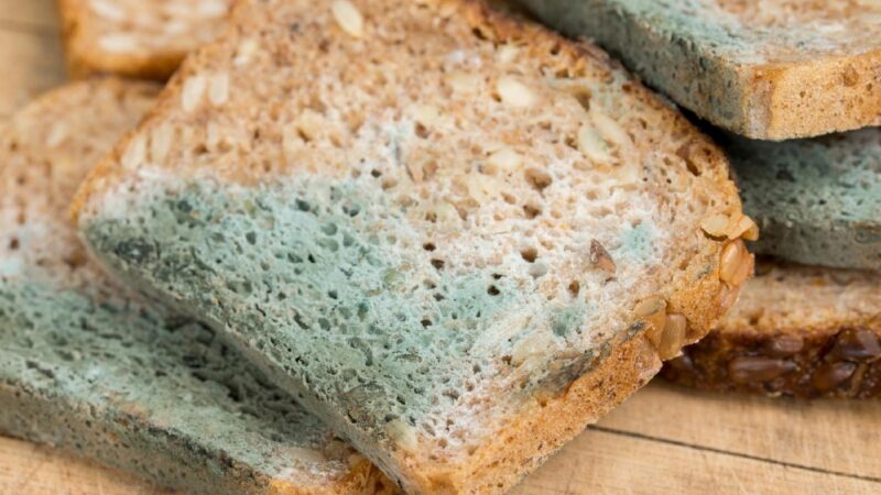 Especialista explica os riscos de consumir a “parte boa” de um pão parcialmente mofado