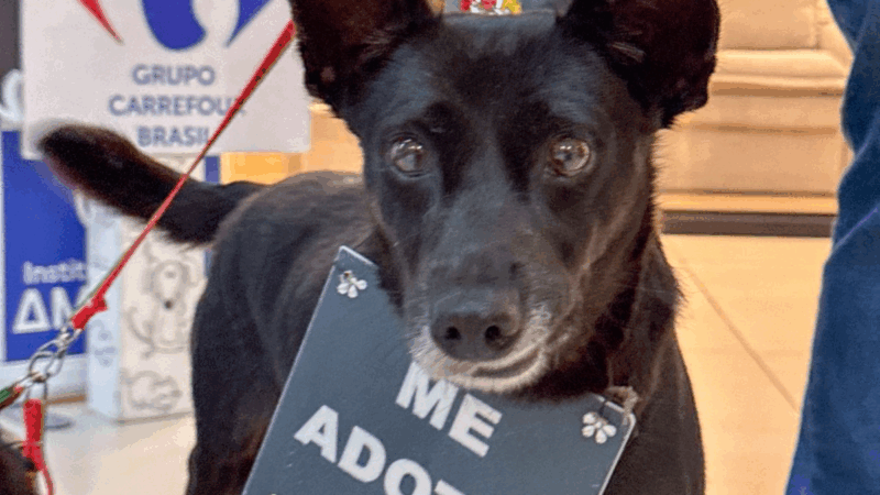 Campanha de adoção no Sam`s Club Papicu incentiva famílias a acolher pets resgatados