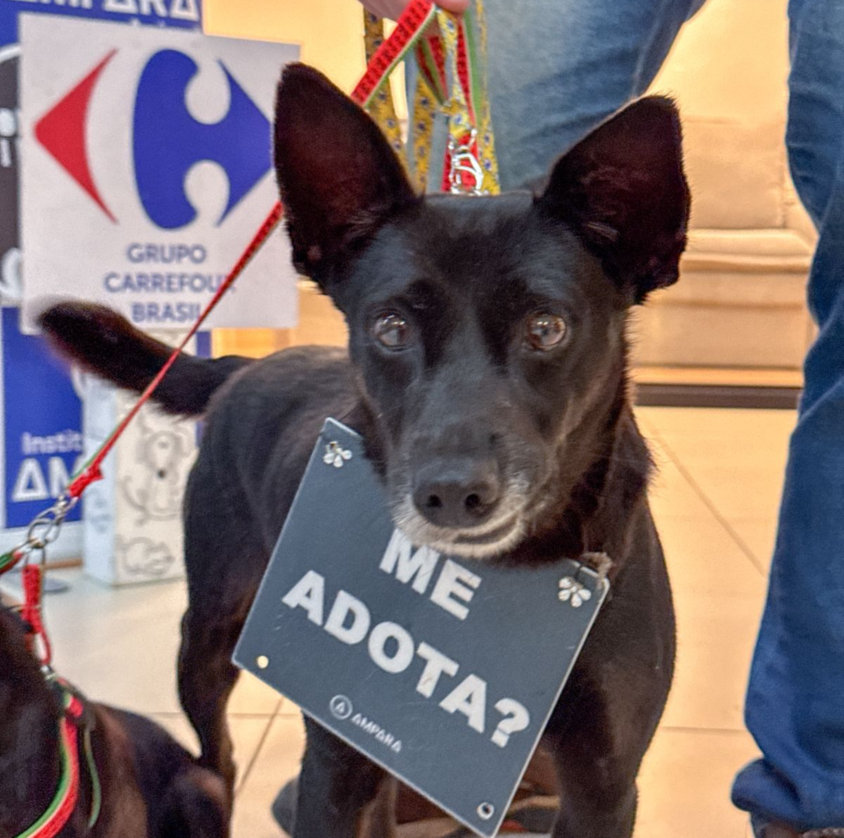 Campanha de adoção no Sam`s Club Papicu incentiva famílias a acolher pets resgatados