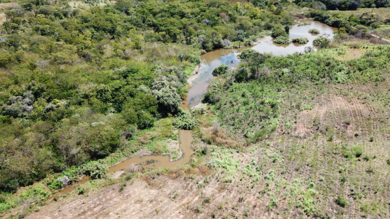 Cerbras amplia ações de reflorestamento e já soma mais de 50 mil mudas nativas plantadas em Frecheirinha