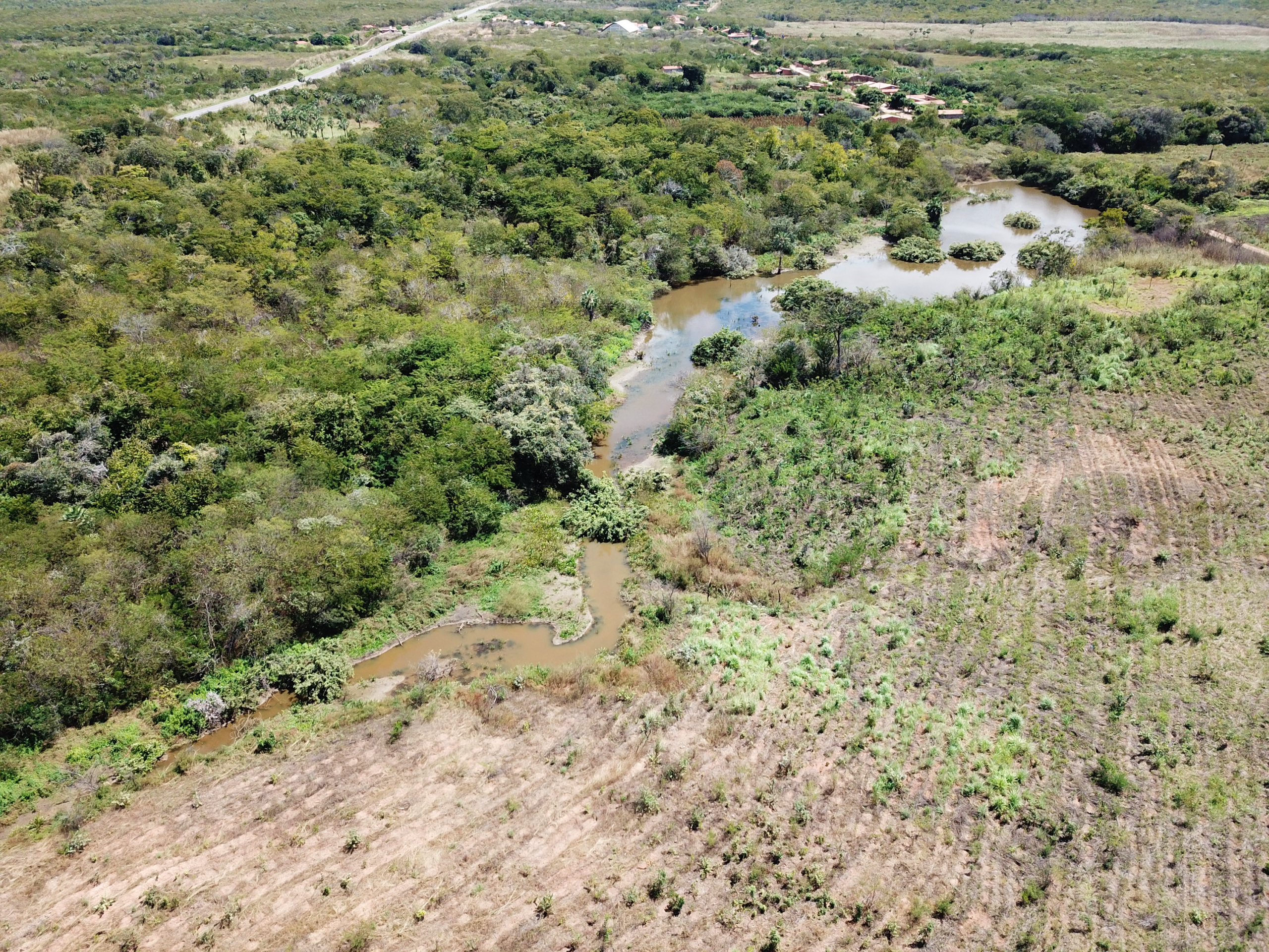 Cerbras amplia ações de reflorestamento e já soma mais de 50 mil mudas nativas plantadas em Frecheirinha